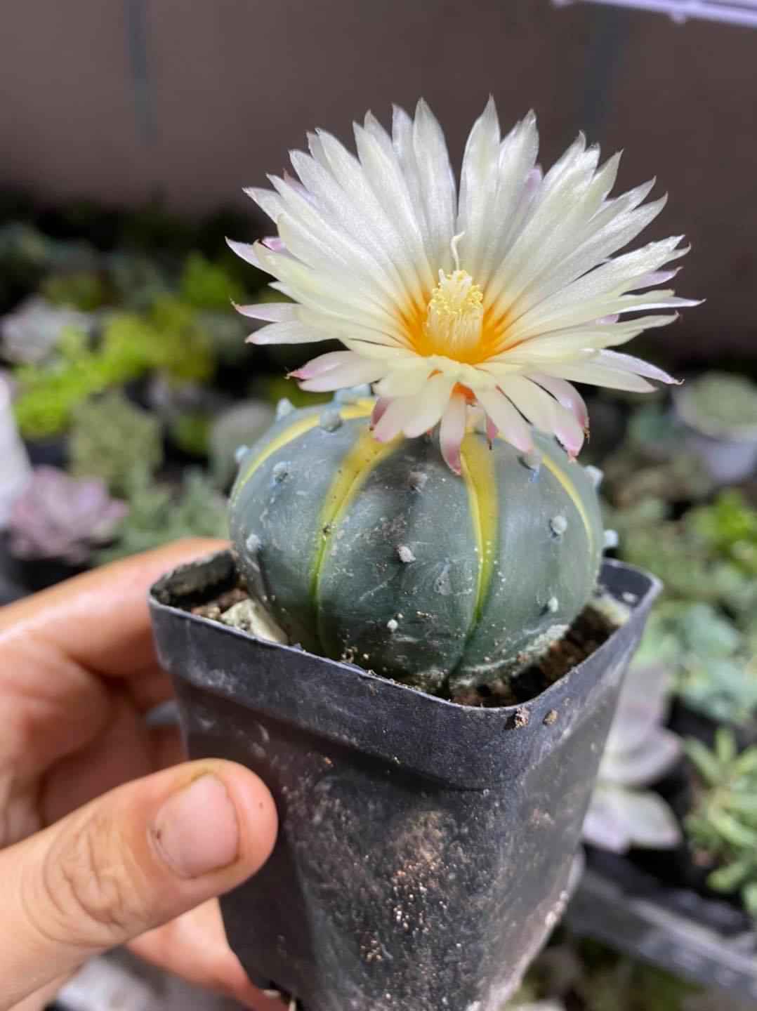 [HIẾM] XƯƠNG RỒNG ASTER LEM - TẶNG CHẬU