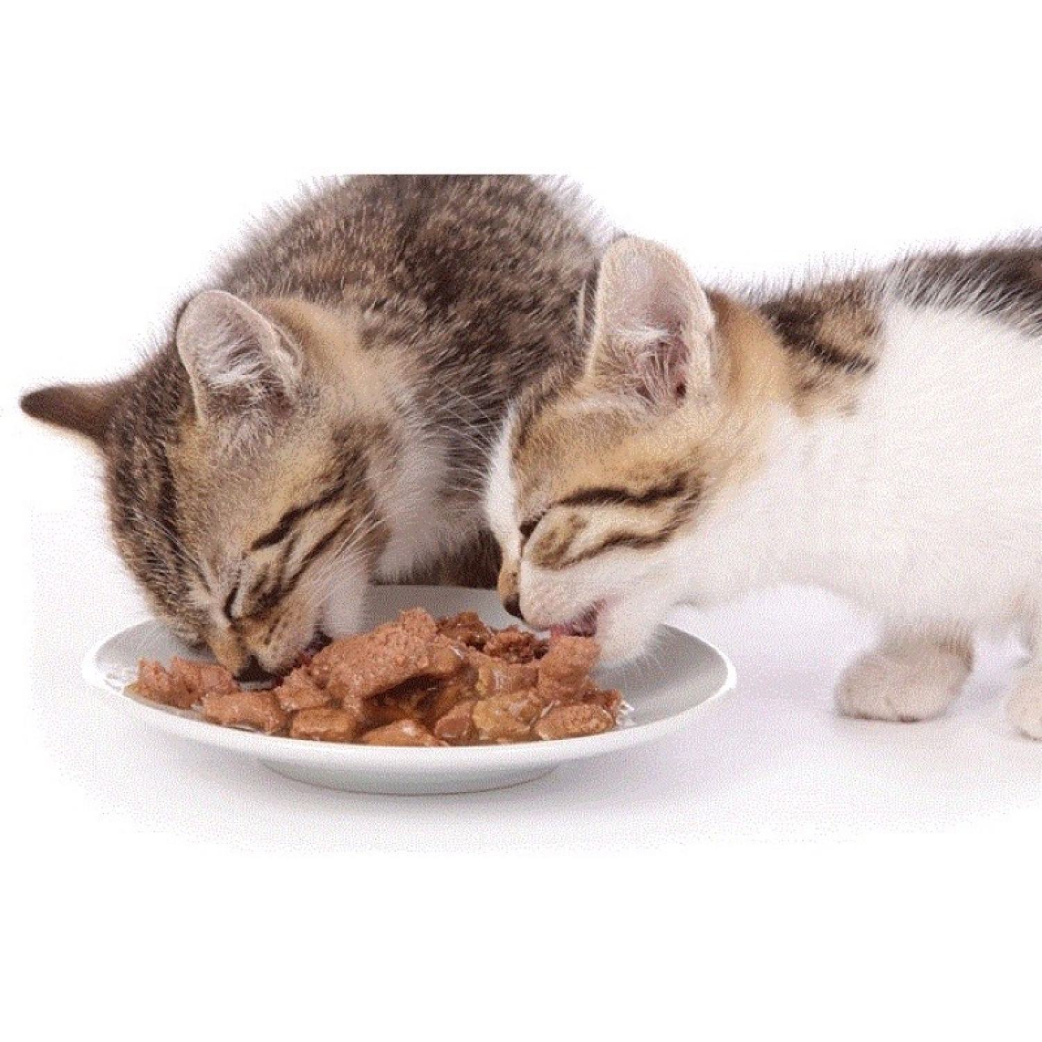 [ 70gr ] Pate Meowcat cho mèo 9 vị cực ngon 😻😻