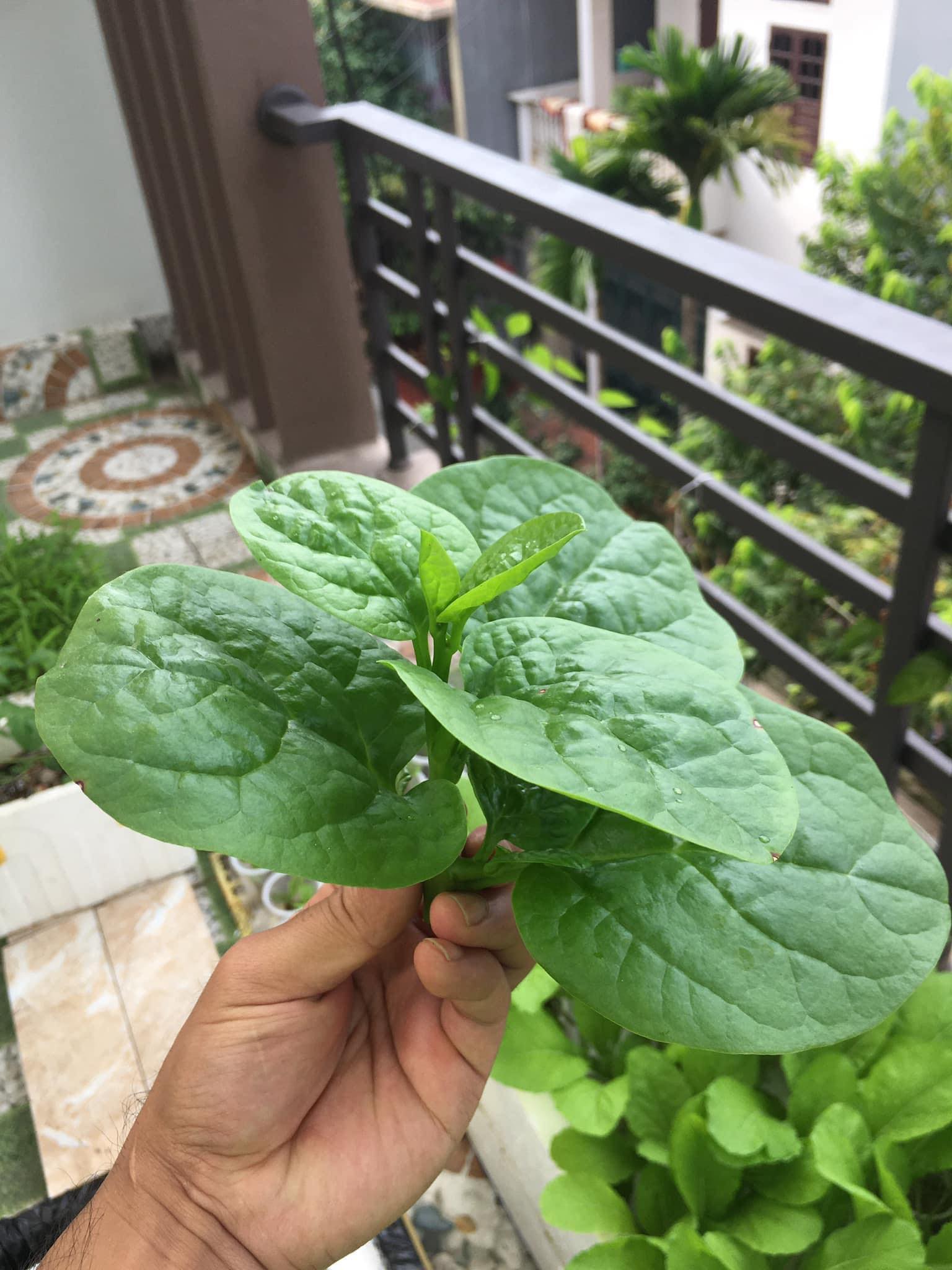 20 gram Hạt giống rau mồng tơi