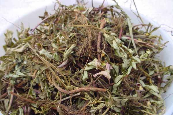 diệp hạ châu-chó đẻ răng cưa (khô, sạch, đẹp)