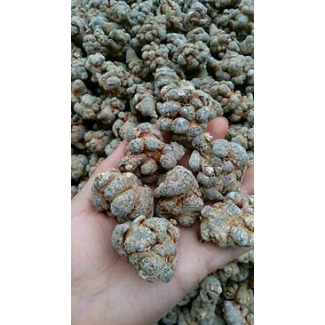 200g củ tam thất