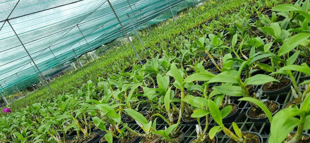 HOA LAN DEN LAI HỒ ĐIỆP TÍM