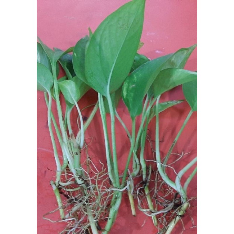 Cây TRẦU BÀ CON (trồng thủy sinh được), lá to, rễ khỏe.