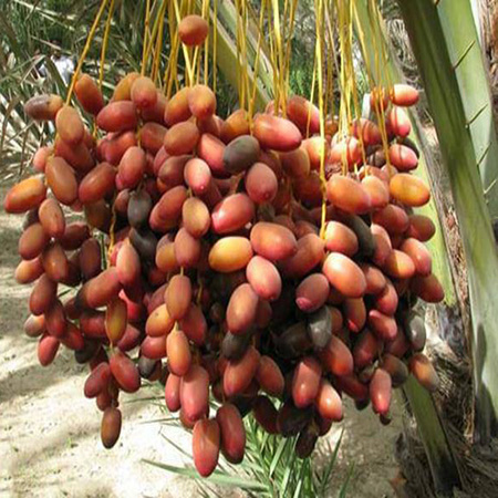 CÂY GIỐNG CHÀ LÀ LÙN TRUNG ĐÔNG
