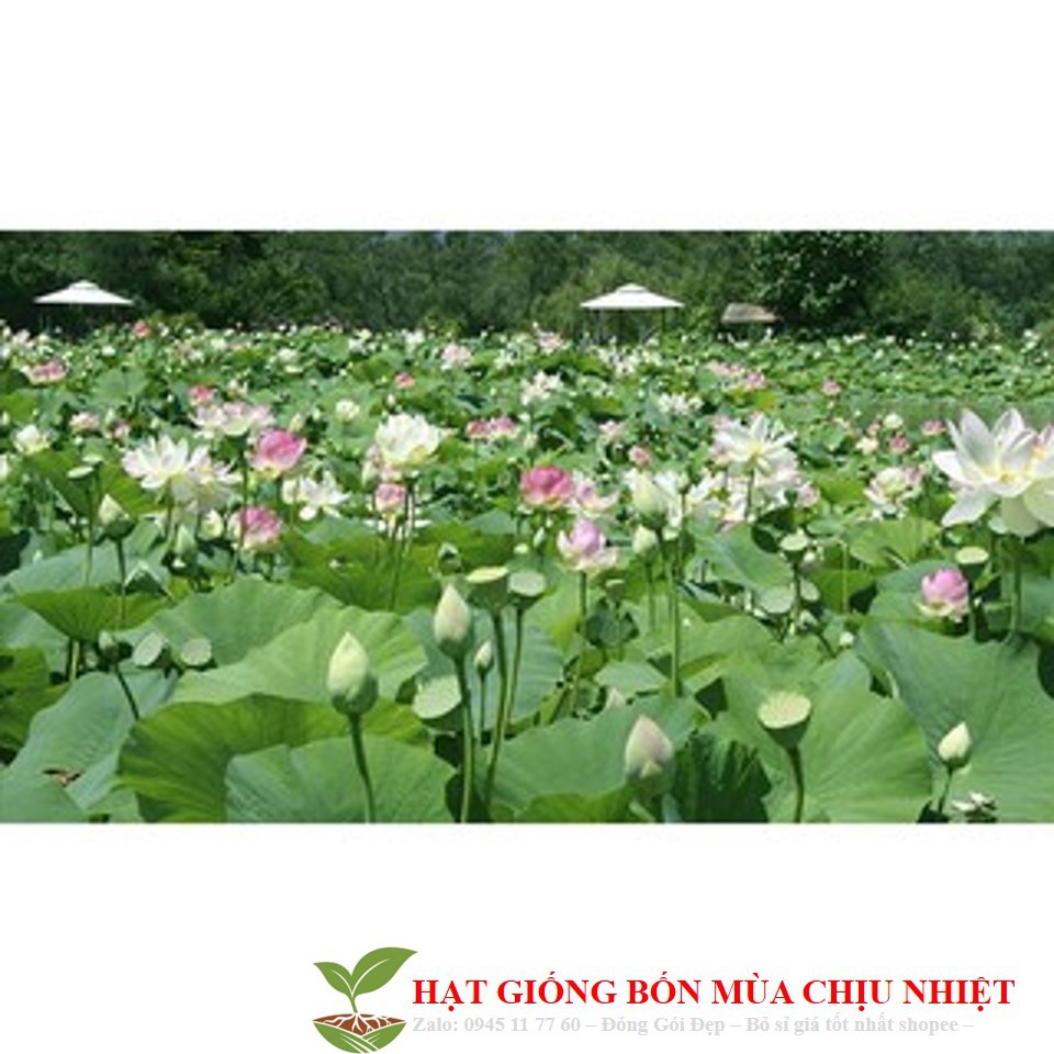 MA3D GÓI 5 HẠT GIỐNG SEN TA( SEN HỒNG VN)