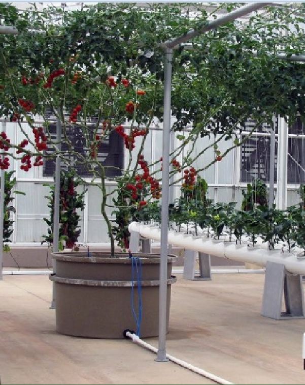 Hạt giống Cà chua bạch tuộc ( leo giàn ) - 10 hạt