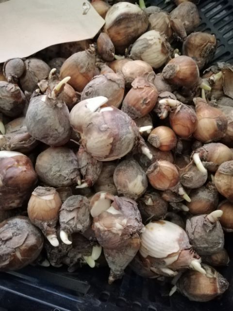 Củ giống hoa thủy tiên( củ nhỏ củ giống)