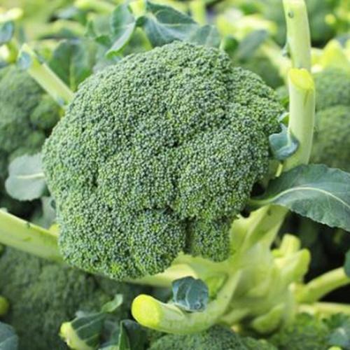 Hạt giống rau súp lơ xanh f1. túi 0,2 gram - giàu dinh dưỡng - giá khuyến mại .