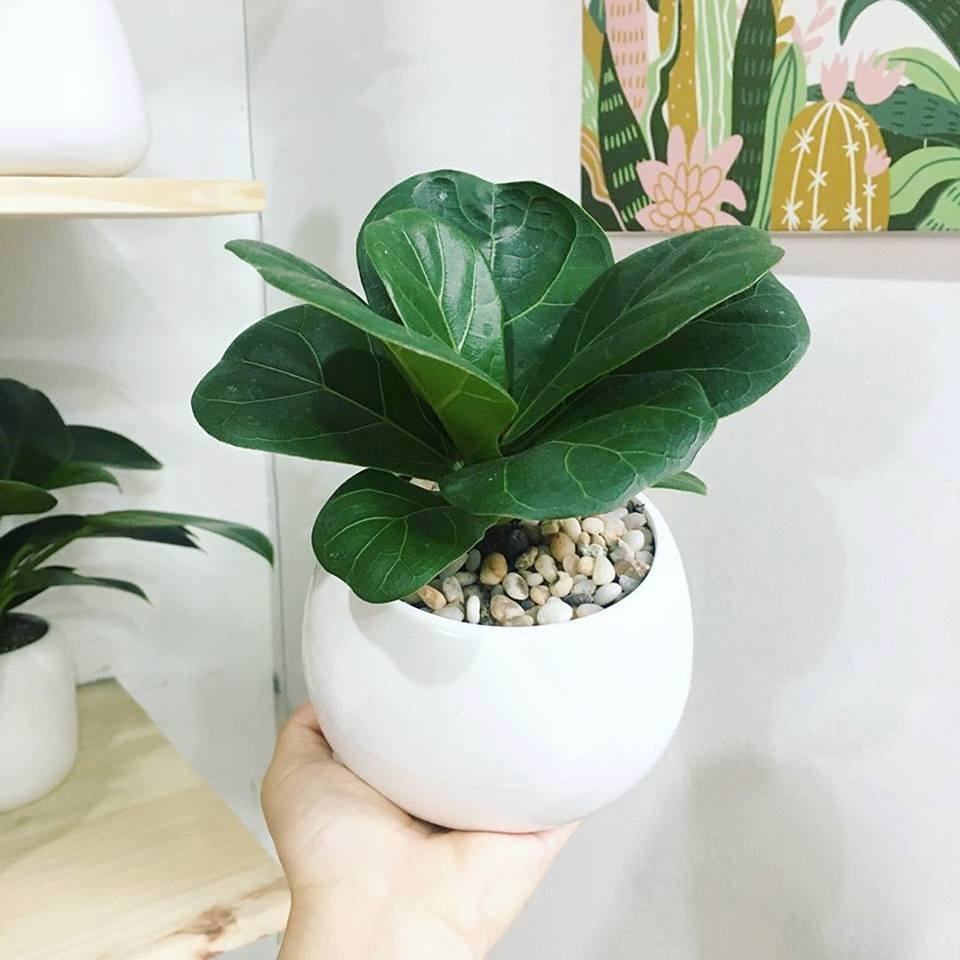 Cây Bàng Singapore - Tặng Chậu