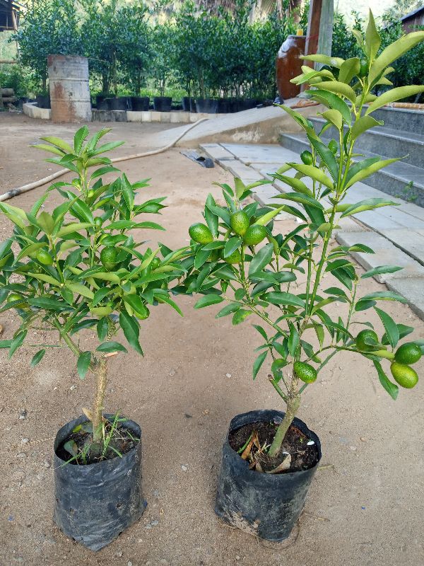 CÂY GIỐNG Cây tắc ngọt. (CÂY QUẤT NGỌT)