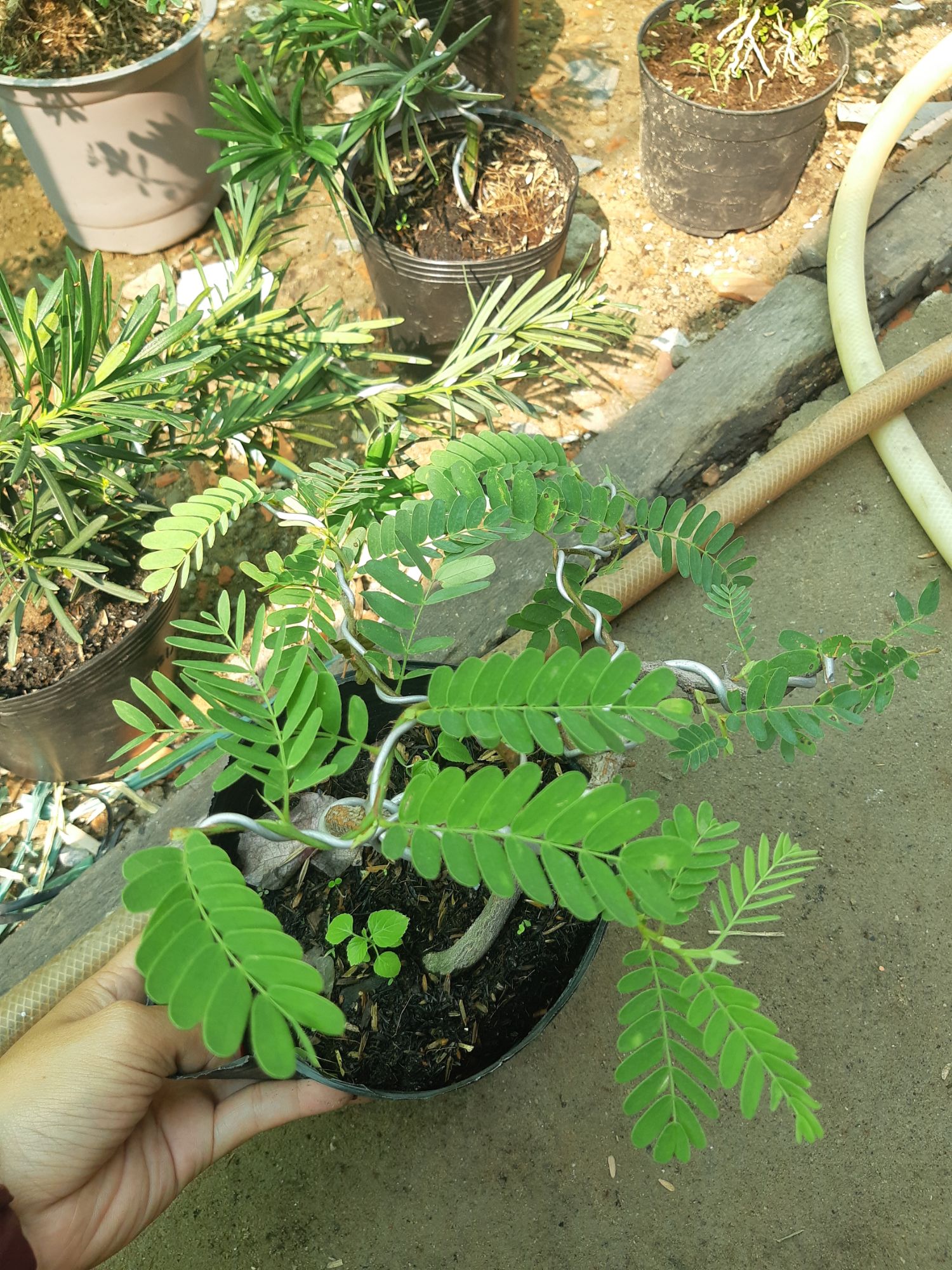 cây me bonsai mini