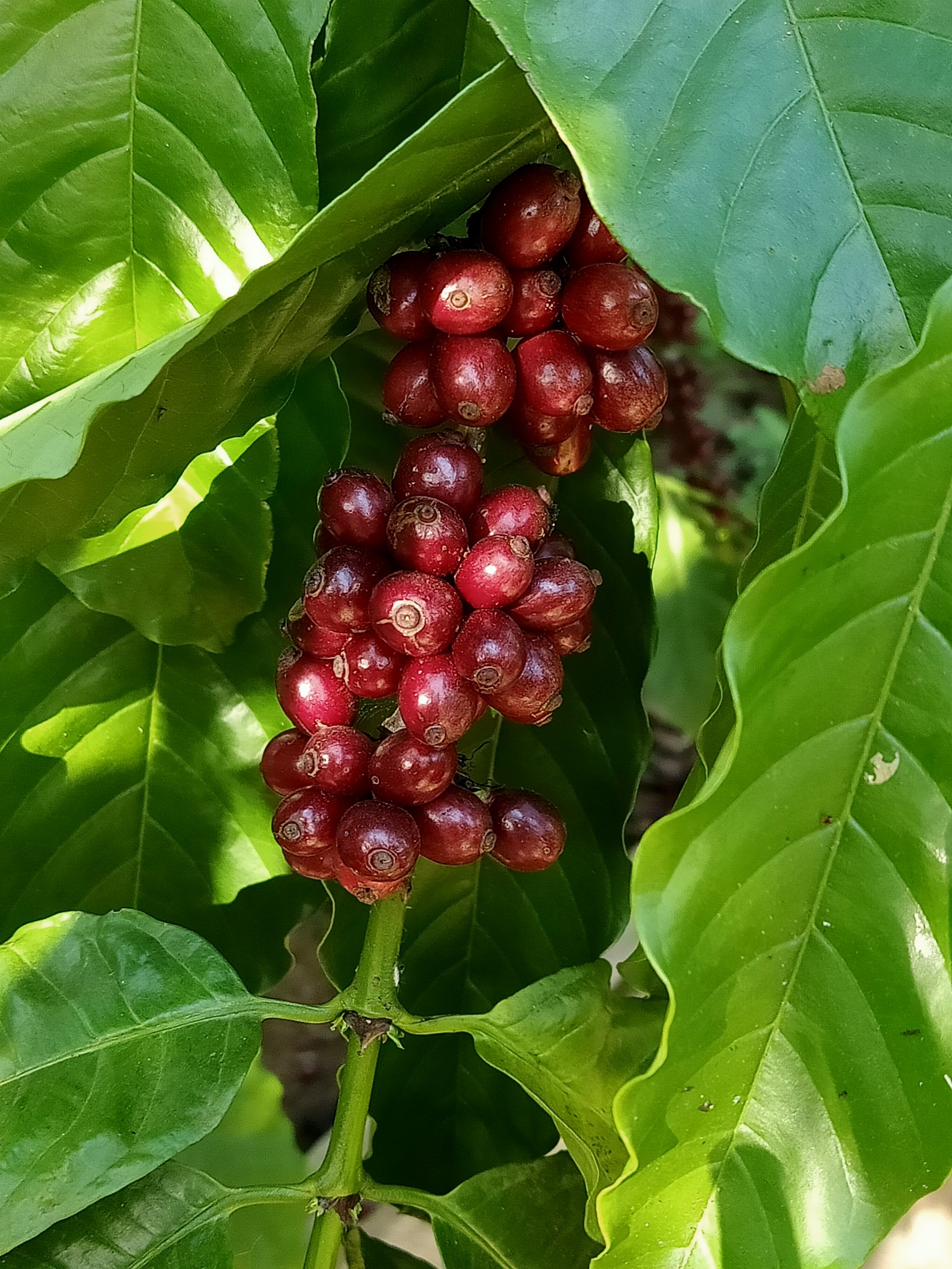 1kg Cà phê nhân sống - (tỉ lệ hái chín> 98%) cà phê Robusta - S16 - MYANH coffee
