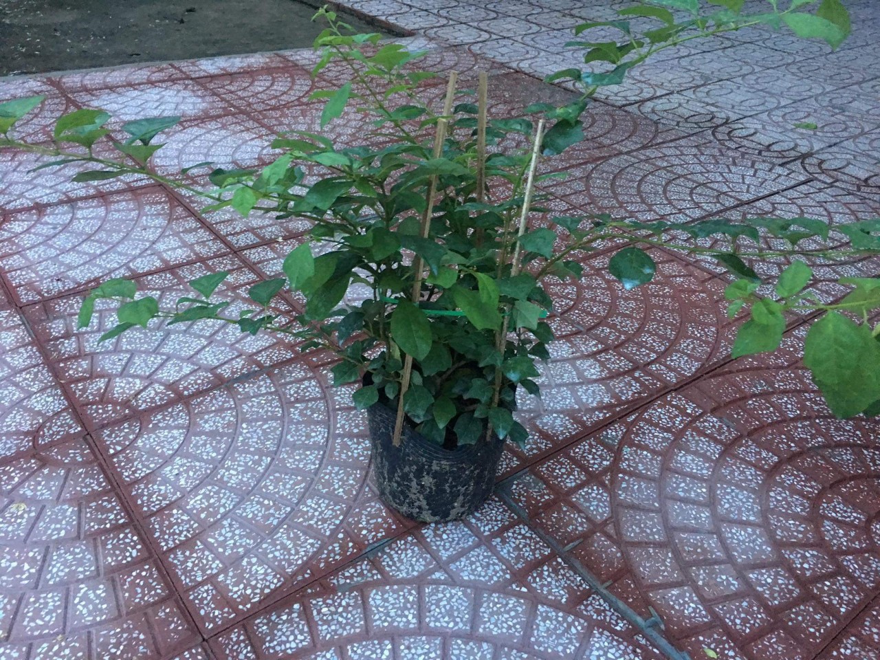 CÂY HUYỀN TRÂN CÔNG CHÚA