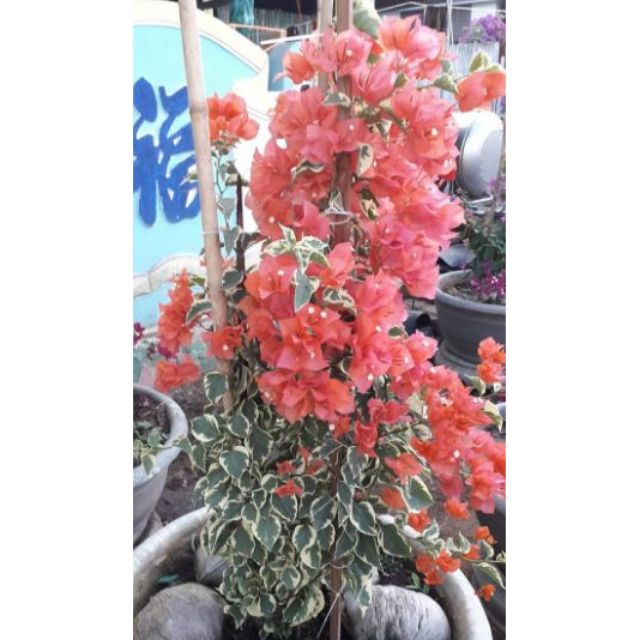 Cây Hoa giấy ( hot) màu cam