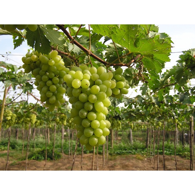 Cây Giống Nho Tím Pháp ( sản phẩm có bảo hành toàn quốc) (giao siêu nhanh )