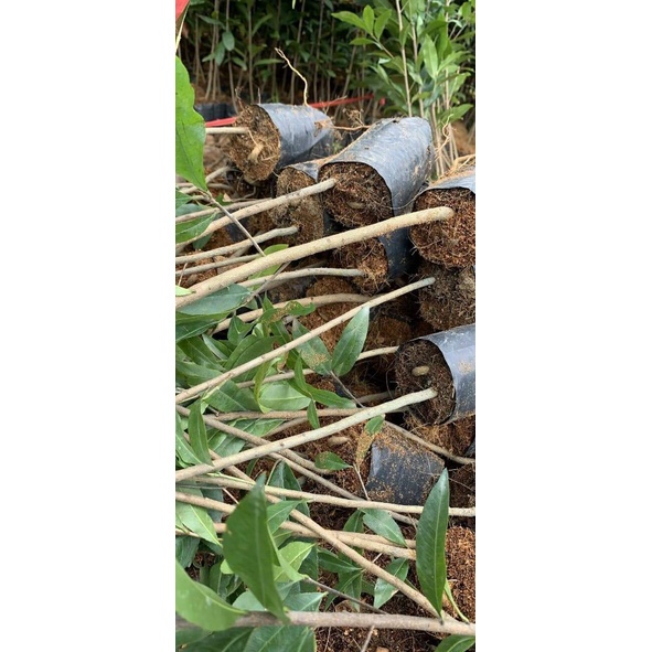 1 cây mai vàng quấn rễ (cao 50cm)