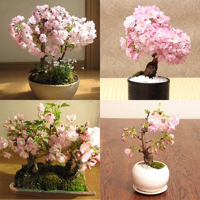 Japanese Cherry Blossom Seeds (10 Seeds)