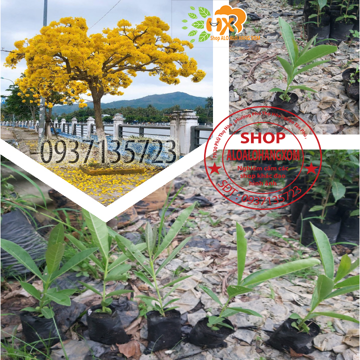 [HCM]cây hoa chuông vàng cây giống (combo 5 cây )