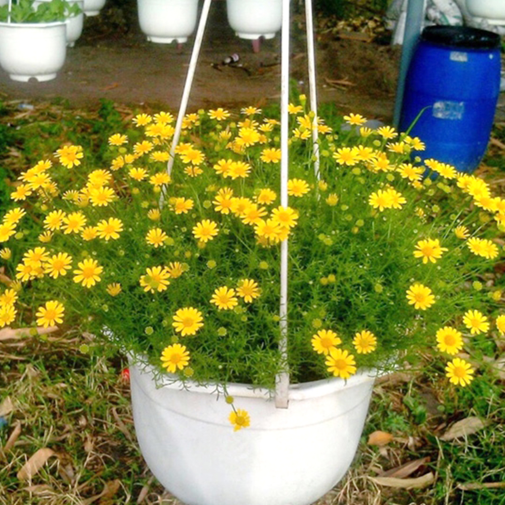 Hạt giống hoa cúc sao băng - gói 100 hạt