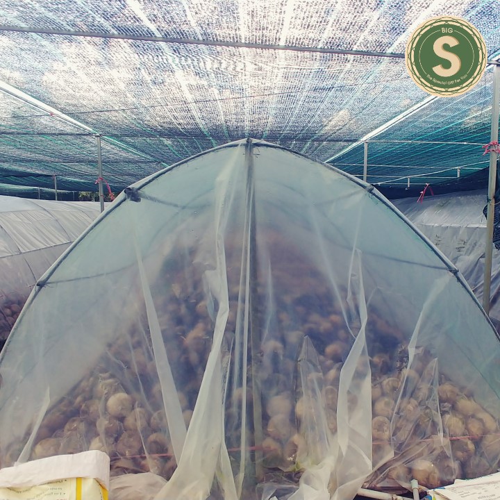Dừa Dứa Giống Siêu Thơm