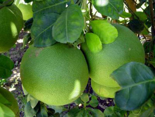 Bưởi da xanh miền nam
