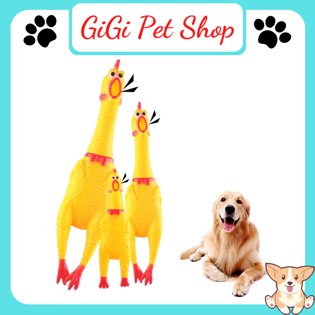 Chicken screaming chicken pet the dog cat cute cute-Gigi pet shop