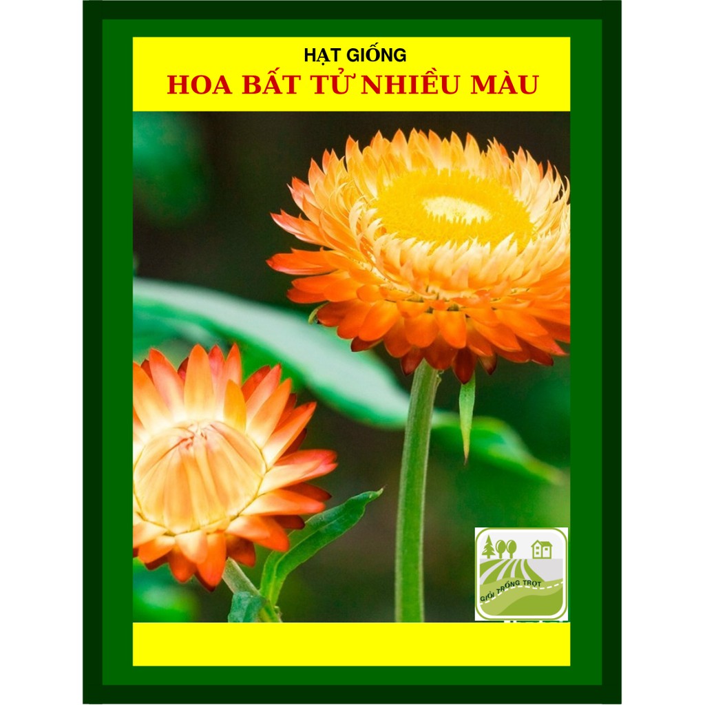 Hạt Giống Hoa Bất Tử Nhiều Màu 20 Hạt