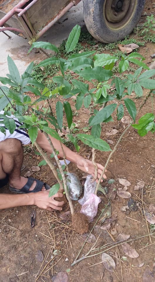 Lá Lằng Nghệ - Tĩnh 0349767746