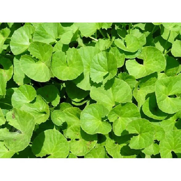 1200 HẠT GIỐNG RAU MÁ LÁ NHỎ THÁI LAN