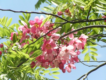 CÂY GIỐNG MUỒNG ANH ĐÀO (MUỒNG HOA ĐÀO), CÂY SIÊU ĐẸP