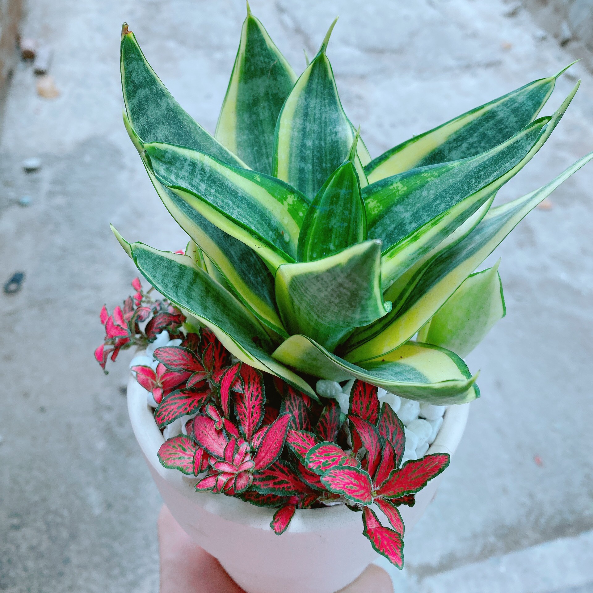 Chậu lưỡi hổ thái kèm lá cẩm nhung
