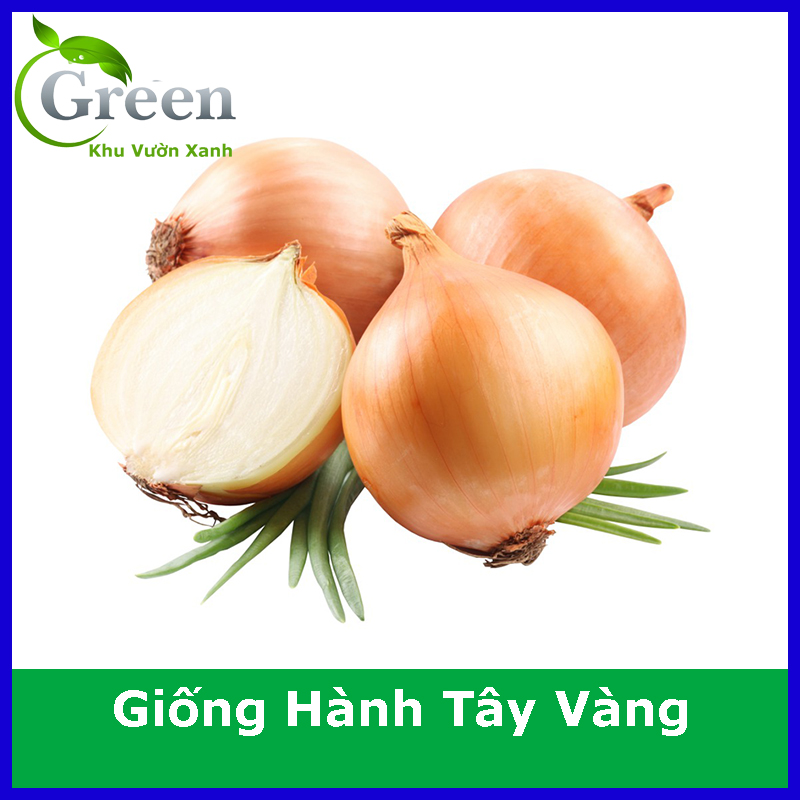 Hạt Giống Hành Tây Vàng Củ Chắc, Năng Suất Cao