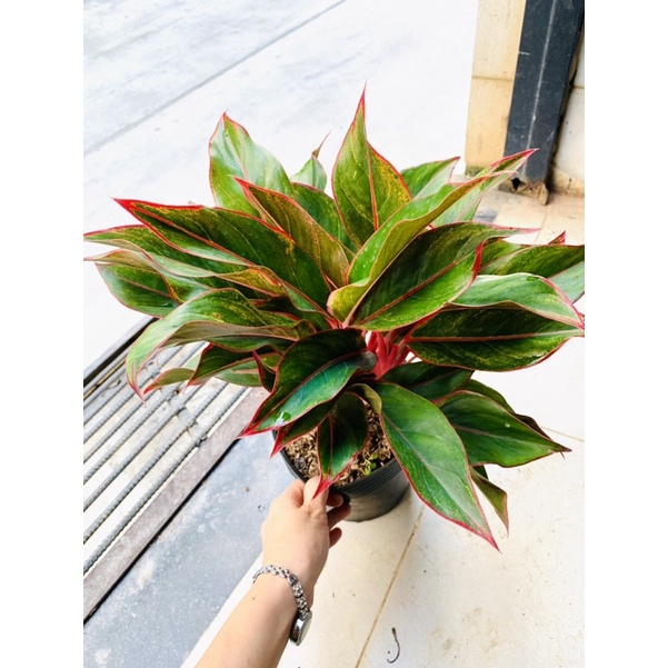 [FREESHIPMAX] Phú quý chậu to nhiều thân
