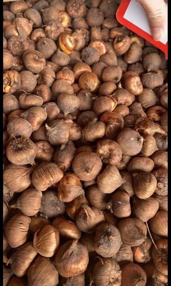 Combo 10 củ giống hoa lay ơn mix màu