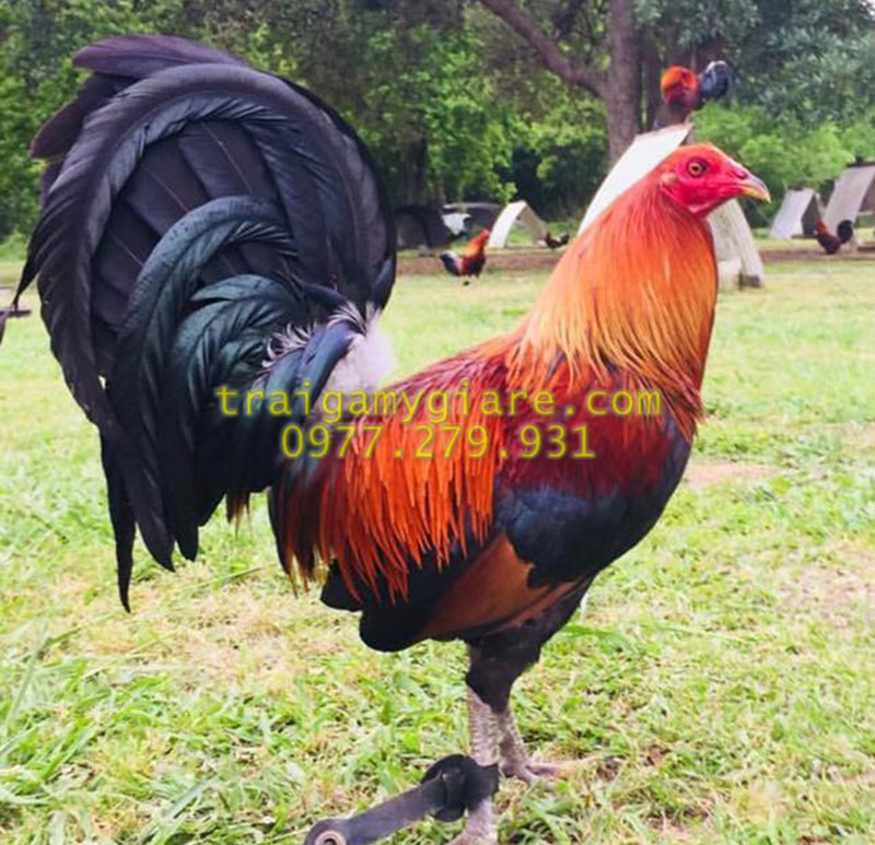 10 trứng gà Asil Mỹ