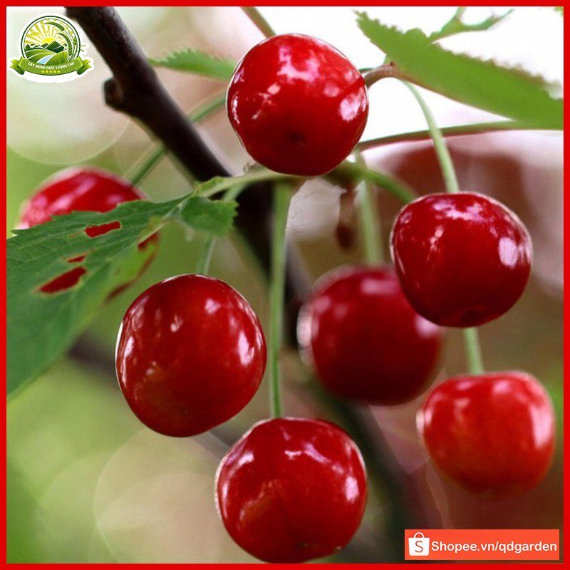 Ô MAI CHERRY SIÊU NGON HÀNG CHUẨN NỘI ĐỊA