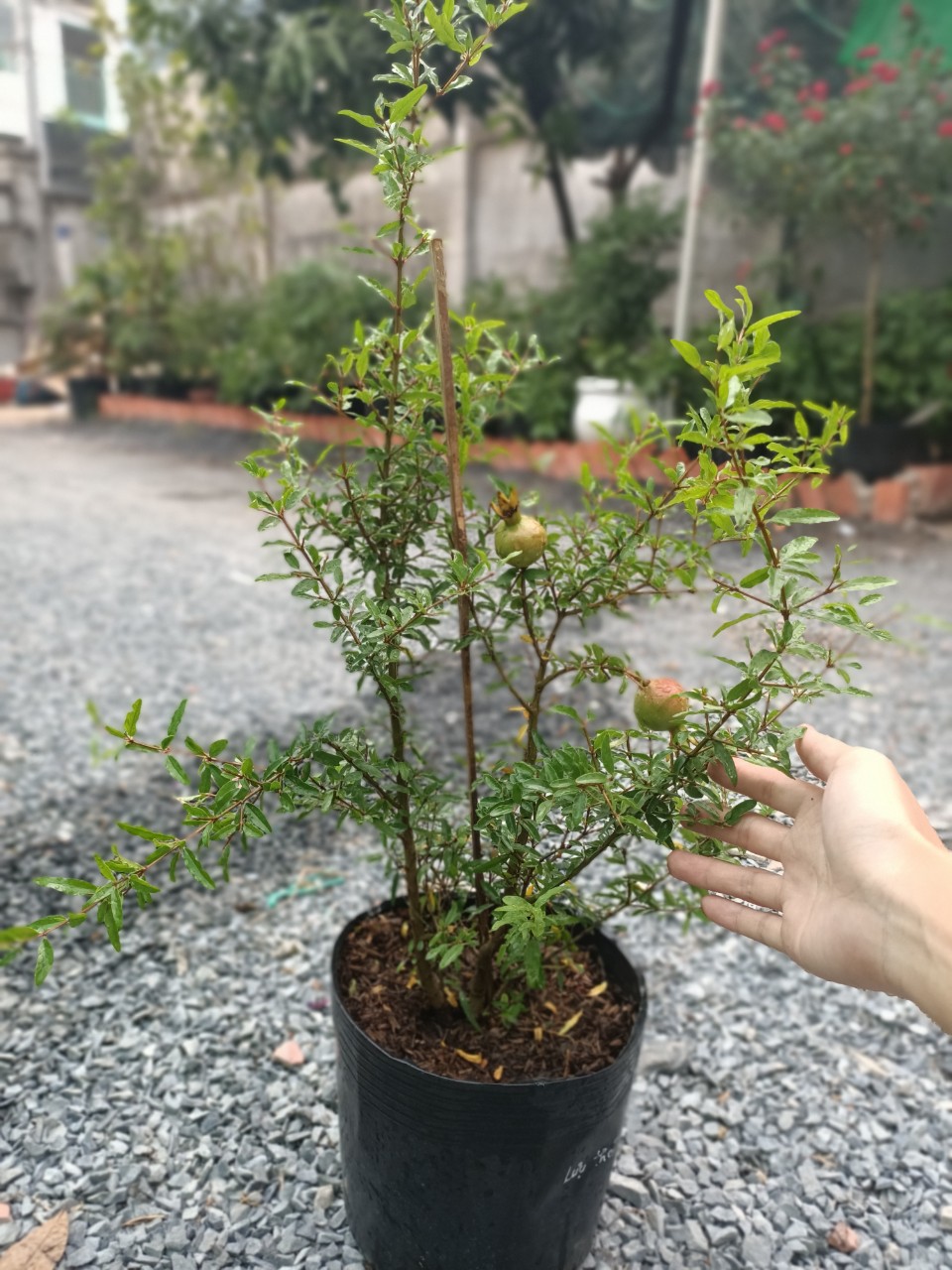 Cây Lựu Thái trái to - giao cây trưởng thành sắp cho trái