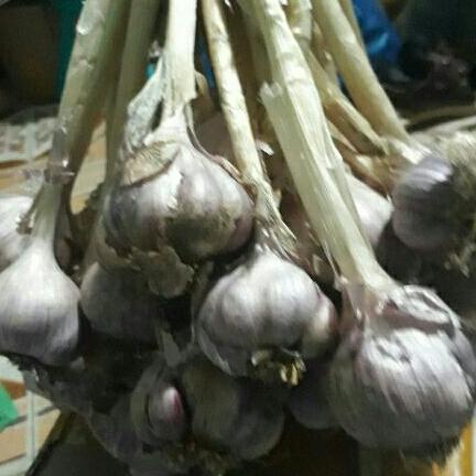 1kg tỏi ta tía thơm