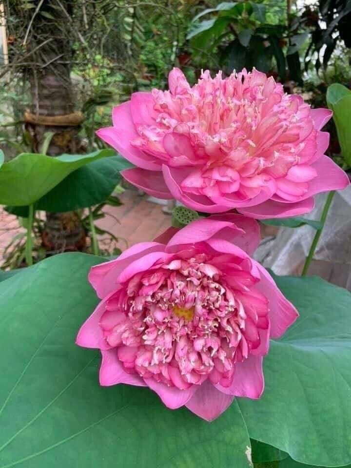 Sen Quan Âm Hồng- Củ Giống