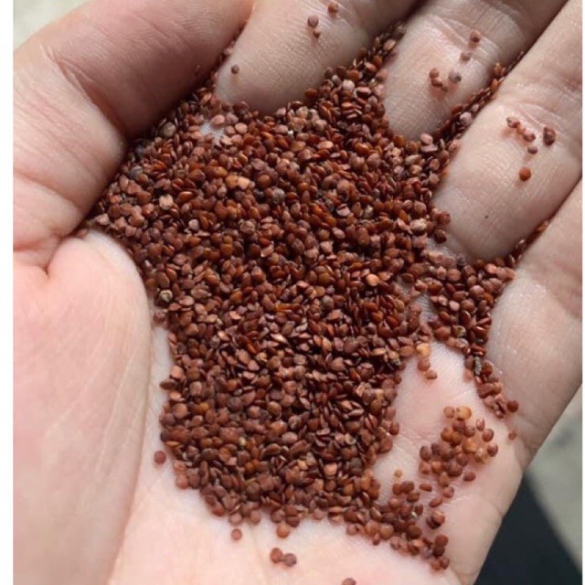 Hạt ngũ hoa sạch (đình lịch) gói 500g