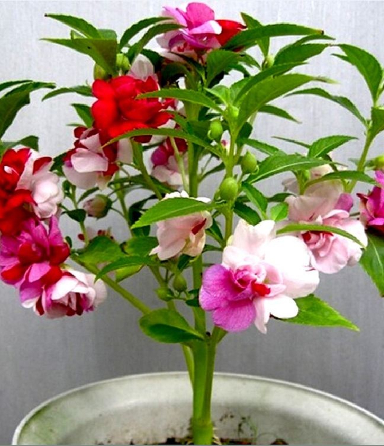 Hạt giống hoa móng tay kép mix màu(gói 50 hạt)
