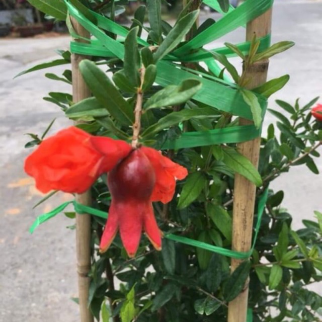 Lựu đỏ Mỹ đang trái