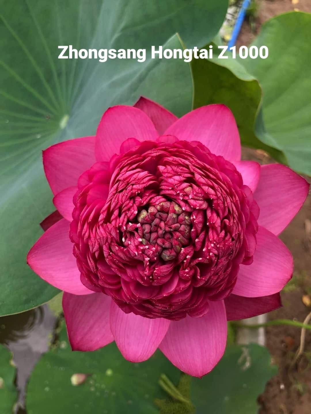 Sen Ngàn Cánh S1000_ Củ Giống