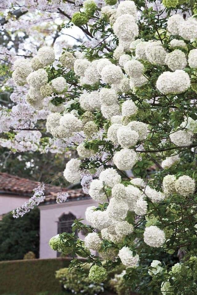 Cẩm tú cầu thân gỗ cao 70-80cm( cây đẹp )