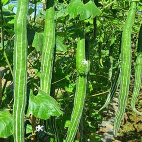 Bộ 2 Túi Hạt Lặc Lày Mướp Ngọt. Mỗi Túi 10 Hạt Loại Chất Lượng Cao -Dễ Trồng.