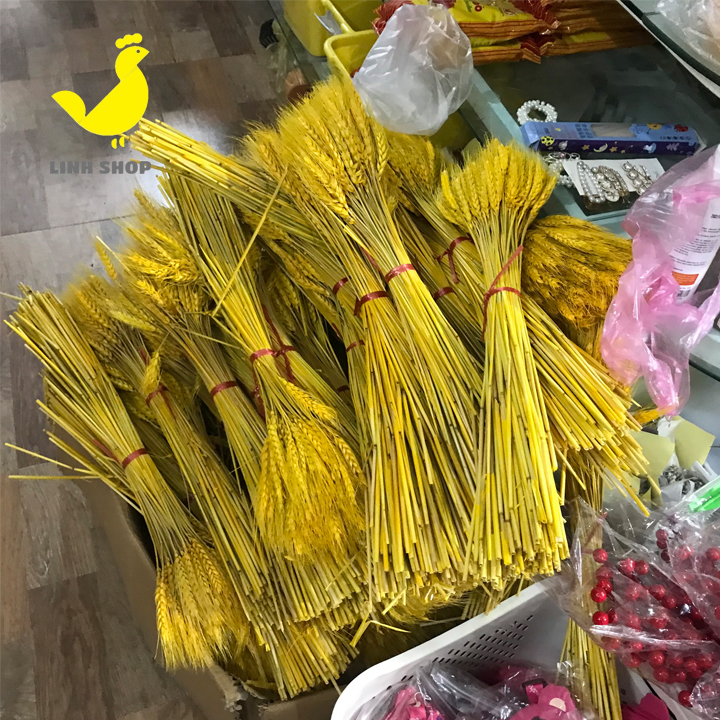 Bông lúa mạch vàng -  trang trí