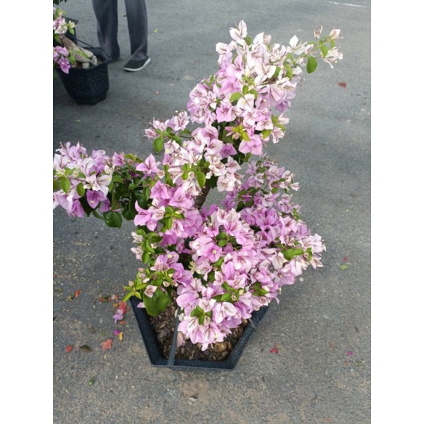 Chậu cây Bông giấy tím tuyết dáng tree