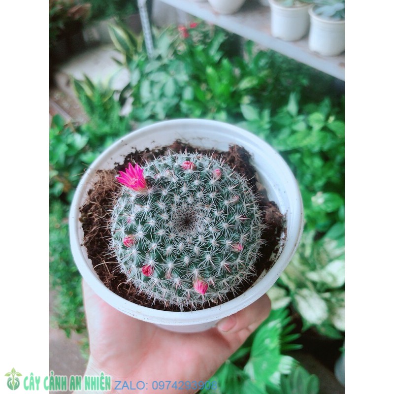 Xương rồng nở hoa