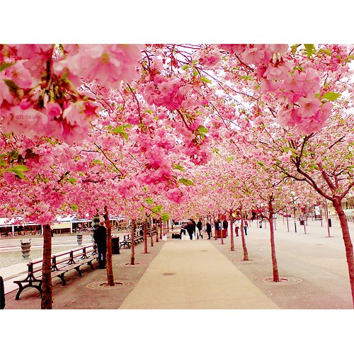 Cây mai anh đào cực đẹp