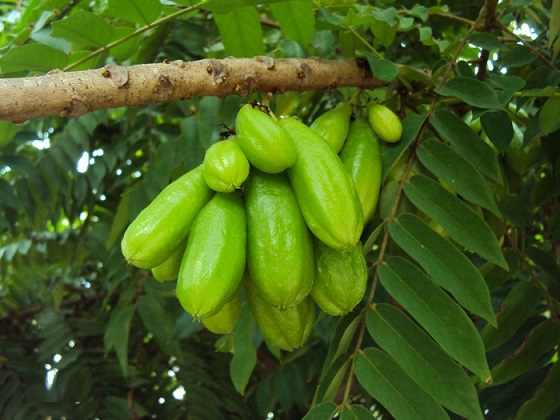 Cây khế Tàu (khế Tây) trồng chậu C10